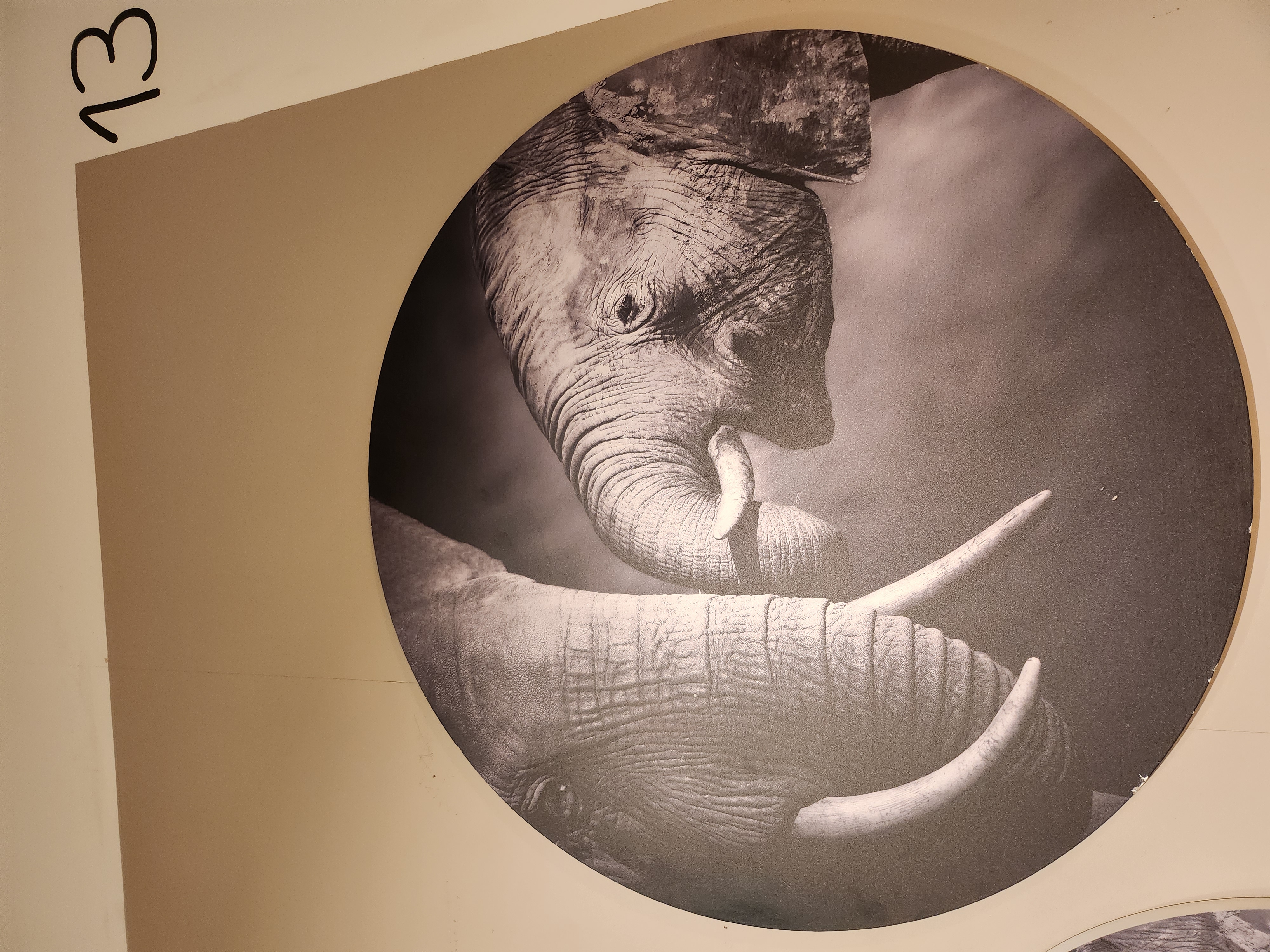 Adornos wanddecoratie olifant